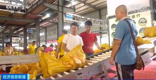 黃金果上市季 單店日銷破十萬，全國電石產業再引關注